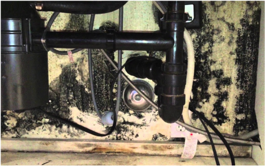 Mold Testing, Remediation, Abatement